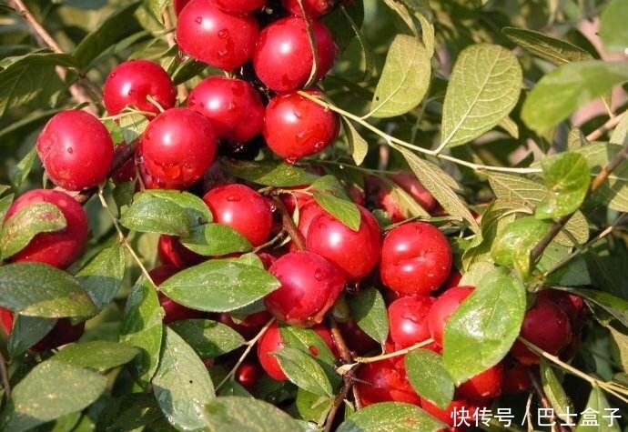 此果冬天要常吃,再贵也别省,营养比吃钙片还管用,皮肤细腻水嫩