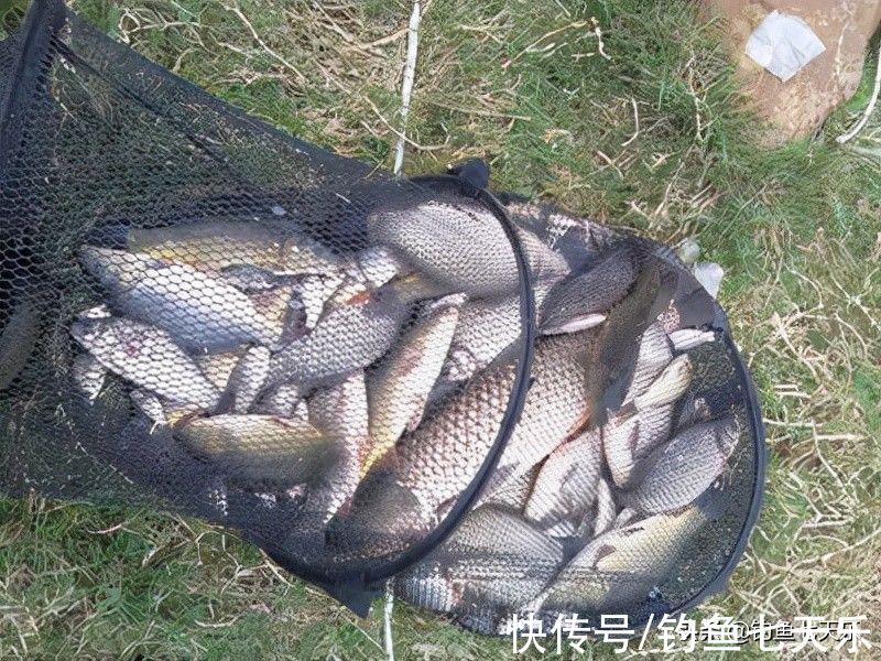 冬季想钓大板鲫，鱼饵、天气、鱼竿以及钓位，一个都不能少