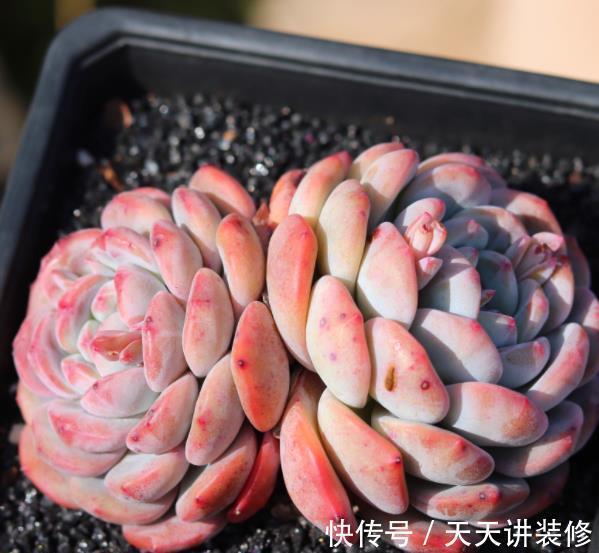 盘点6种适合新手的多肉，皮实好养颜值高，轻松养出好状态