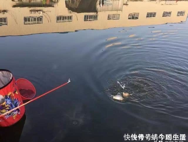 鱼竿|别拿野钓装备去玩黑坑,新手入坑须知:先得把这些渔具买齐了