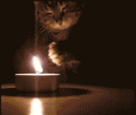 |搞笑动图：看你这么热情，本猫神就跟你握个手吧！