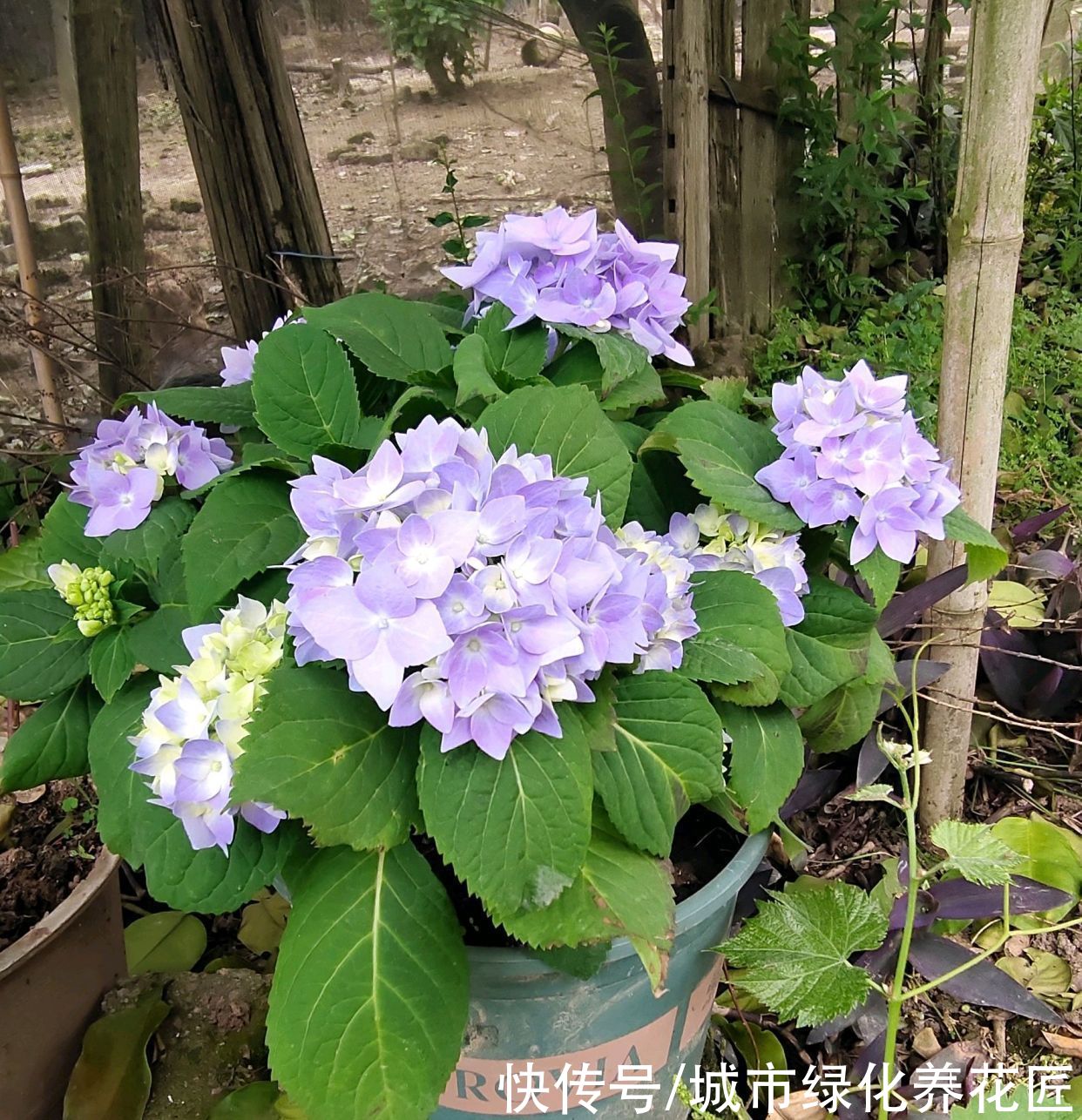 绣球花在冬季用了鸡粪做基肥，绣球花终于长成了我讨厌的样子