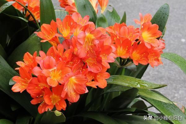 黄豆|养君子兰,一把豆子放盆里,1月后疯长,越养越旺,开爆盆特别美