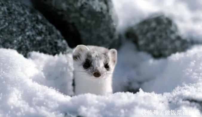 世界最萌的掠食者,体重只有2两,却能捕捉