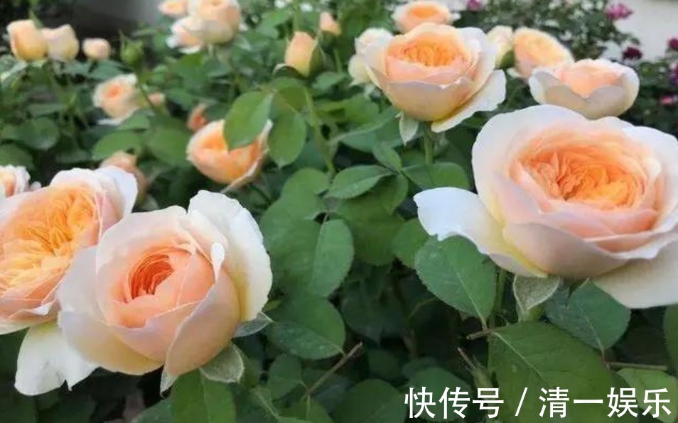 3种花是“开花小能手”，花开爆盆美如花，枝头窜满花苞，美