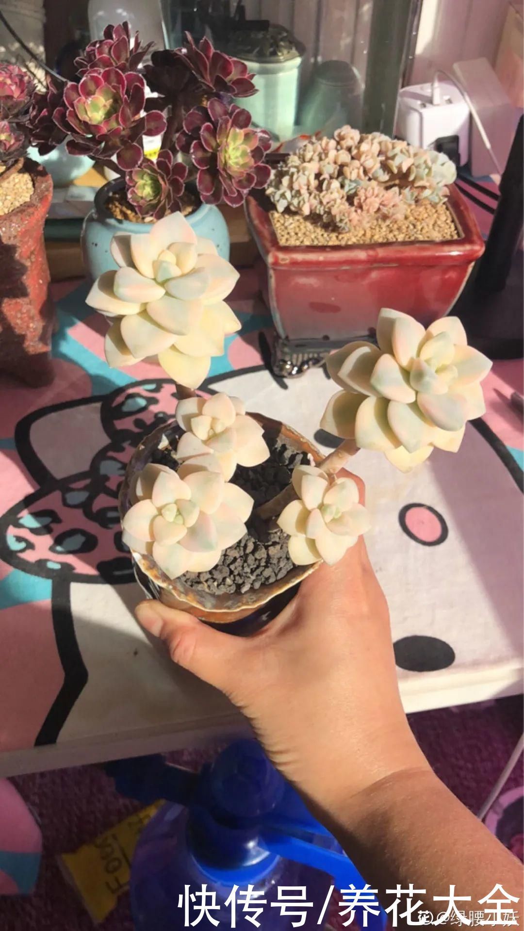 室内养多肉,也能养出水晶果冻色,任谁看到都说好