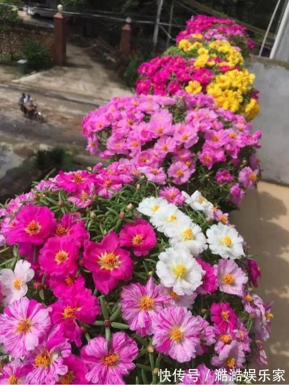 养花杀手养啥养不活这些花寓意好、皮实好养活,附养花技巧!