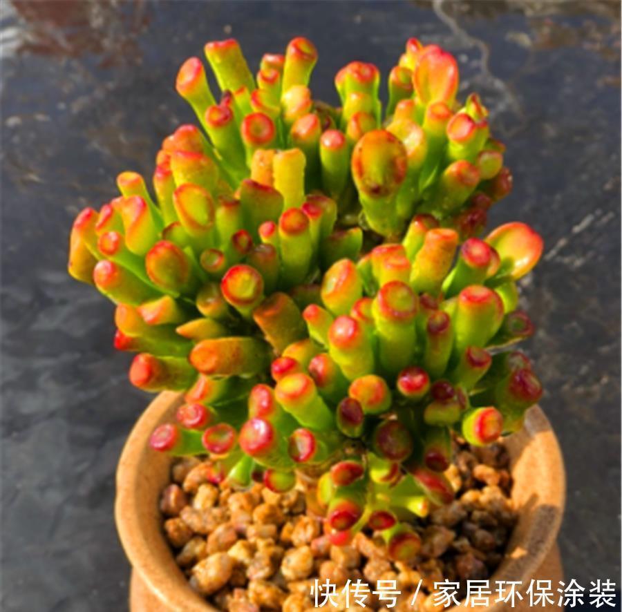 叶片|3种寓意招财进宝的多肉,颜值高好养护,2种能养成树