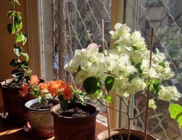 冬天,养这10种花,这事别多做,要不叶子发黄,不开花