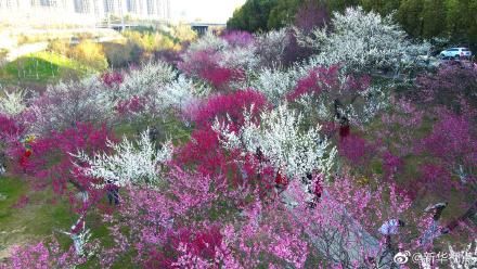 中年|合肥：十里梅花，春天“打卡”