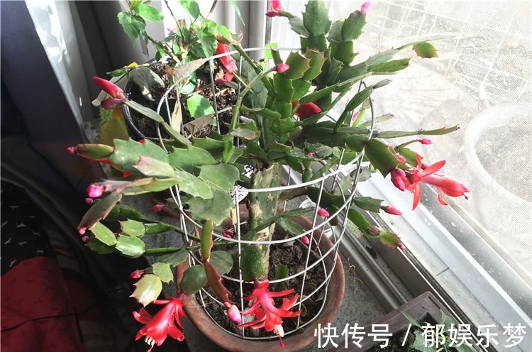 养蟹爪兰,3个小动作,蟹爪兰疯狂冒花苞,爆开满树花!