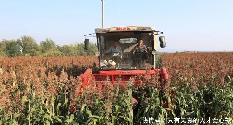 高粱,不仅仅能酿酒,还能做成高粱米高粱醋和高粱饴等
