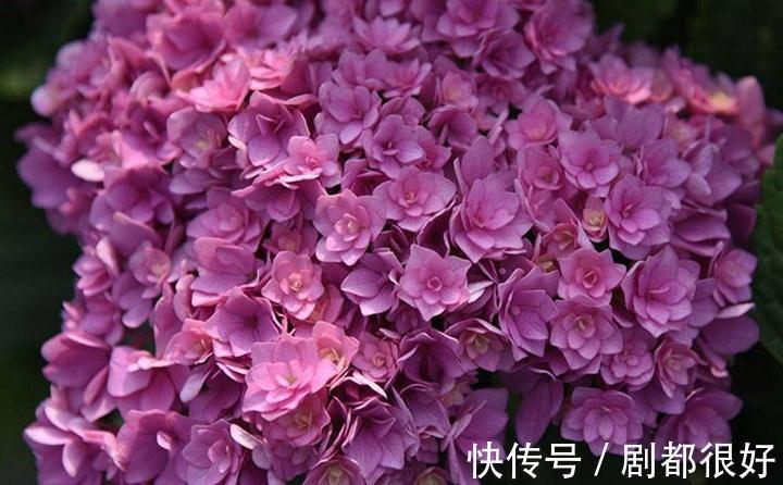 养花试试这几款,花开五瓣,能一年一年连着开花,雍容华贵