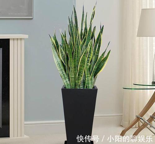 花卉|新手浇水过多,容易被淹死的几款花卉绿植,你家养了几种