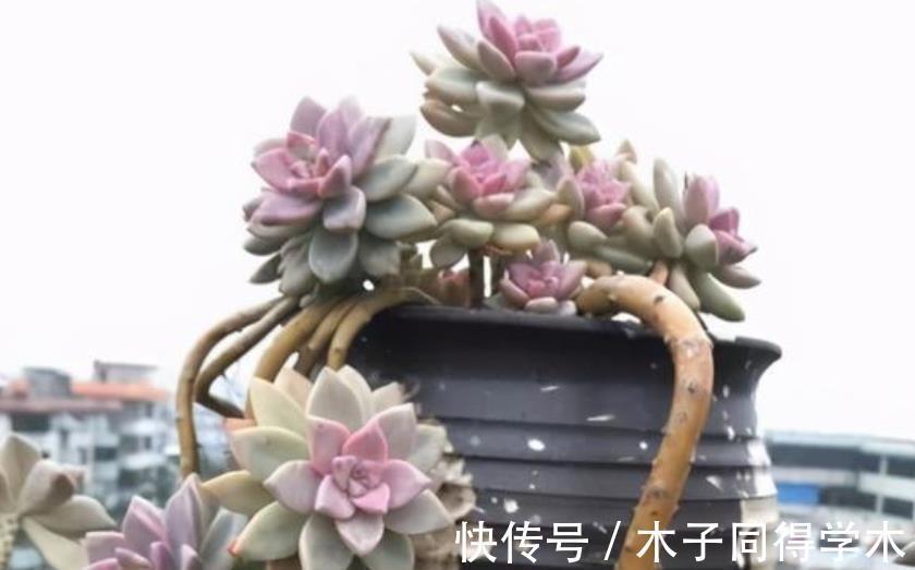 光照|新手养盆多肉淡雪，3个动作养出漂亮桃心，容易爆盆长成小老桩