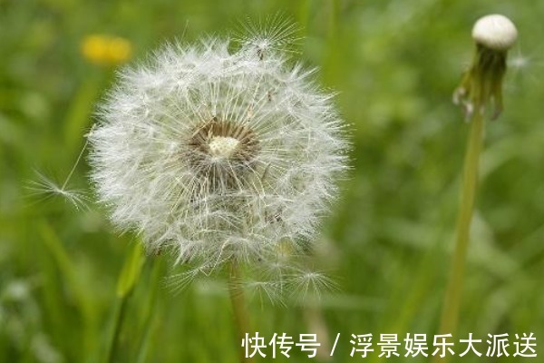 金银花|蒲公英和它“天生一对”,早晚坚持喝,养肝排毒,人也变年轻了