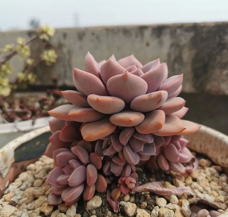 黛比|佛系养肉人生活明朗，多肉可爱，唯适者生存！