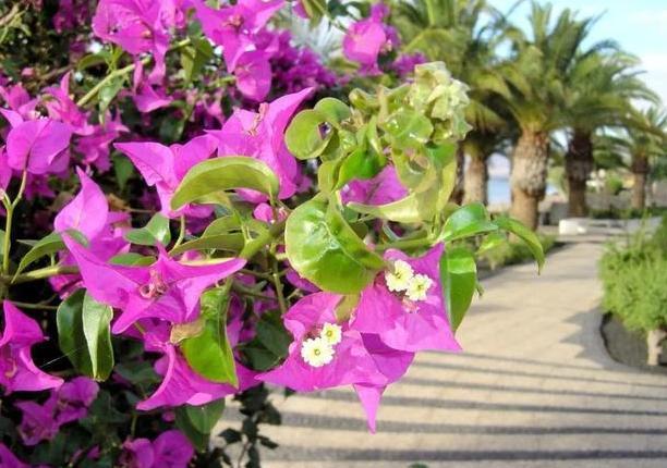 茶花盆栽四季杜鹃,注意3点,枝繁叶茂、花团锦簇、病虫害少