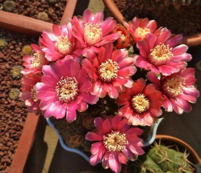 仙人球中的开花“战斗鸡”，5块钱一盆，四季开花不停，值的拥有