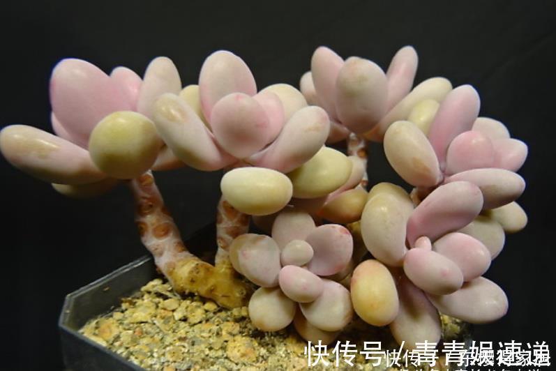 美杜莎|多肉长根就等于成活,但最难的就是发根,有啥办法能加速发根呢?