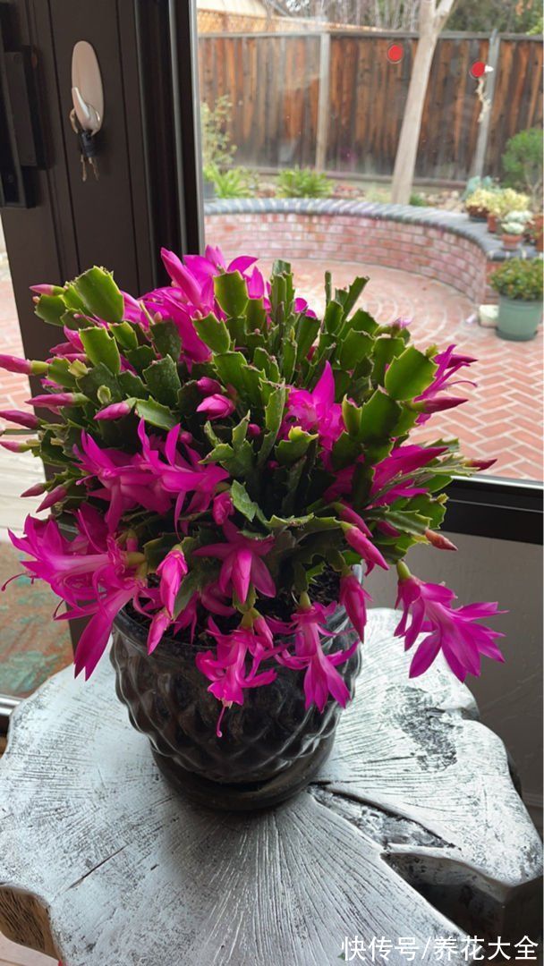砂质土|9月养蟹爪兰，做好4件事，叶子肥厚有质感，花苞呼呼冒