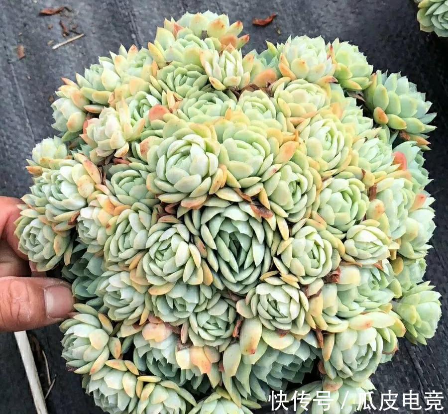 谁说多肉都是一个样,她养的多肉就与众不同,叶片如花,香气浓郁