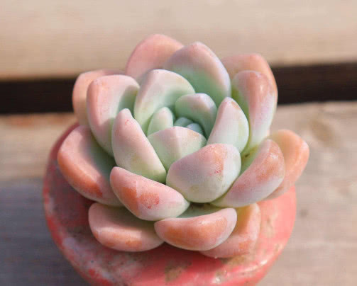 多肉冰玉怎么养教你3个盆栽的小妙招，养出最饱满红润的冰玉