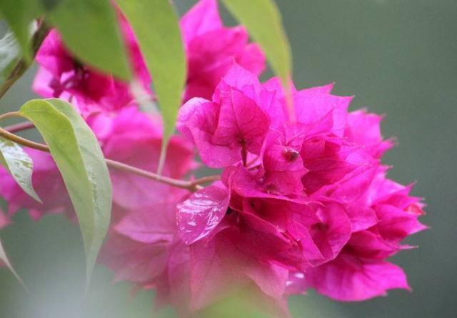 小窍门|三角梅花期不开花怎么办3个小窍门,助力全年花开爆满盆