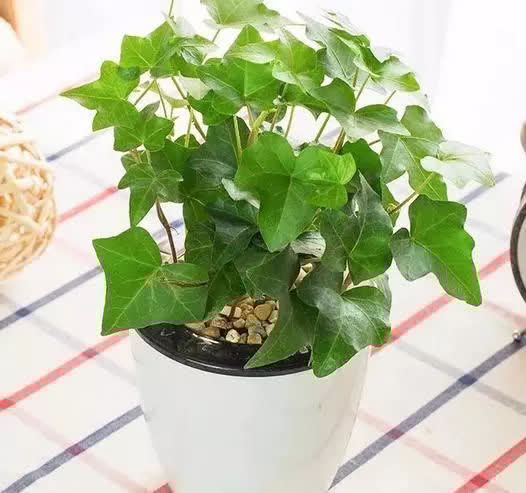 这6种花,越阴凉长得越旺,叶子绿得能冒油!