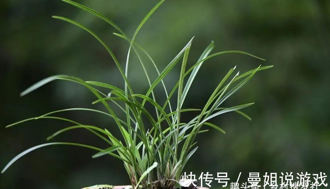 兰花叶尖常有枯黄焦黑，有没有实用的技巧，轻松就解决问题？