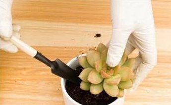 盆里扔2样东西，养花10年不烂根，叶子油光瓦亮，花苞挂满枝头