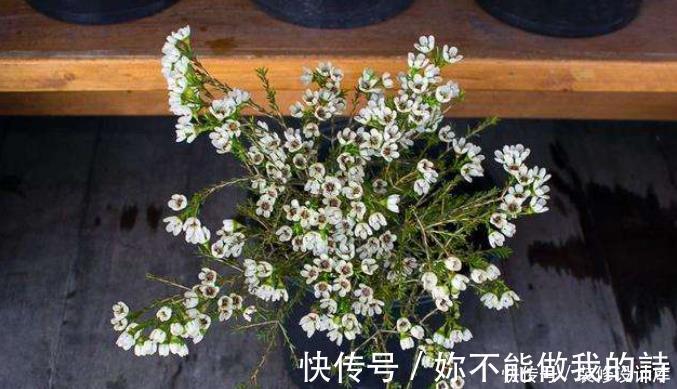 腊梅|今年流行的一款“花卉”,比腊梅好养,而且四季能开花!