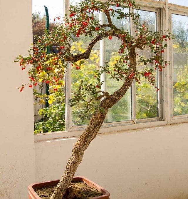 橘子|3种盆景,完全不怕寒冷,下雪也好好的,北方的花友就养它吧