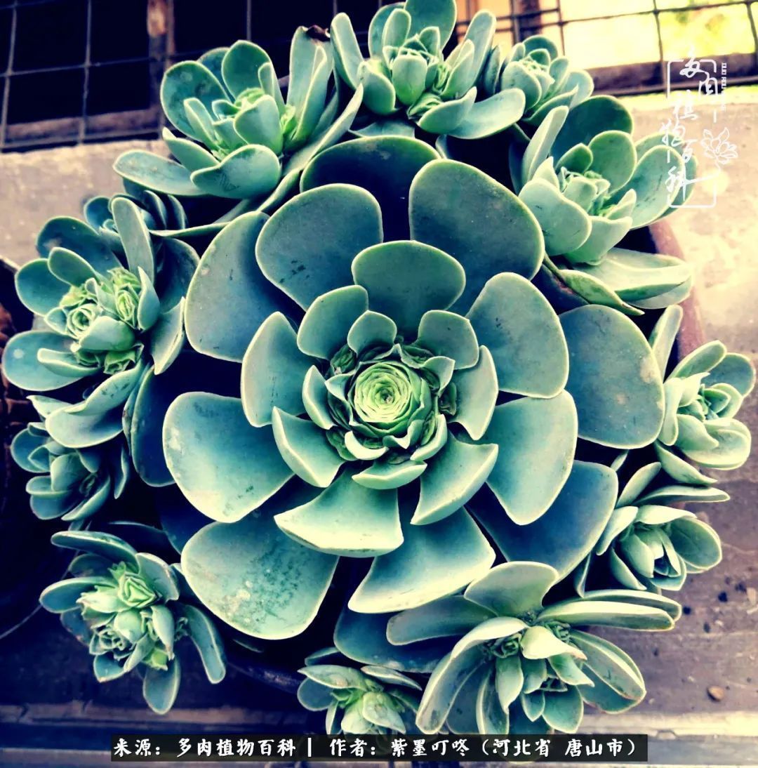 从平凡中寻找美感,从噪杂中寻找宁静——多肉给予我的心灵疗愈!