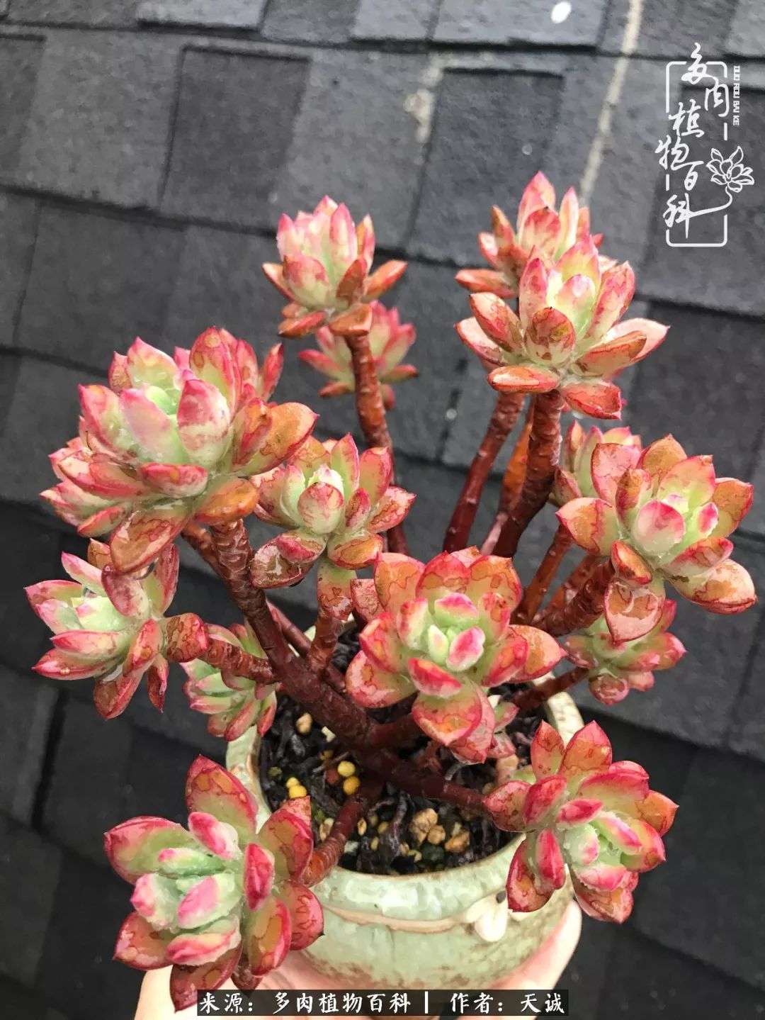 吃饱喝足，包邮区的多肉养精蓄锐准备渡劫！