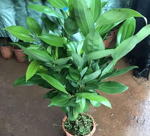 哪种花的花语是平安