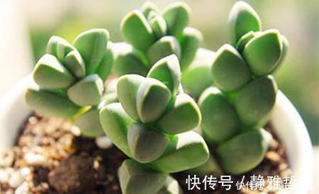 3种多肉别再室内养,养花大神都避开,你也别再当作宝!