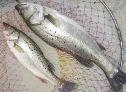 挑选鲈鱼|买鲈鱼时,不要看大小挑选,学会这几招,老板一看你就是行家