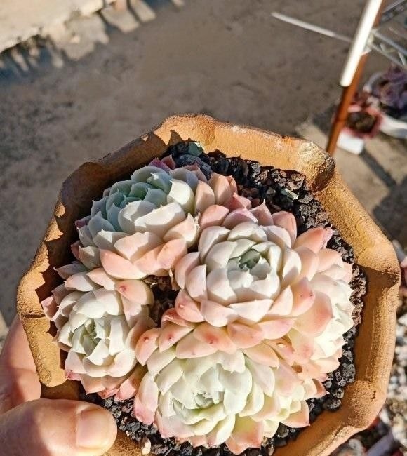 根系|多肉买回家，种到盆里别着急浇水，1周后再浇水，发根更快