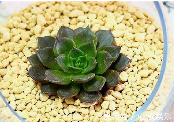 叶新|长期养多肉黑王子,总结养护“5步走”,叶片黑亮,轻松爆盆