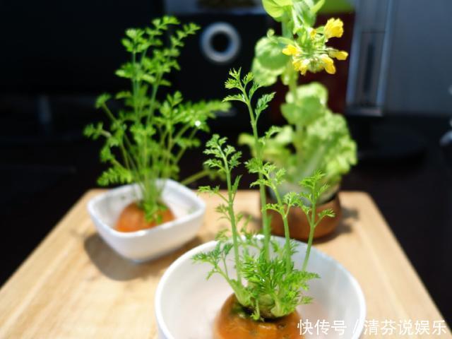胡萝卜头|5种蔬菜吃完根别扔,丢水里就疯长,7天养成花,比绿萝还要美