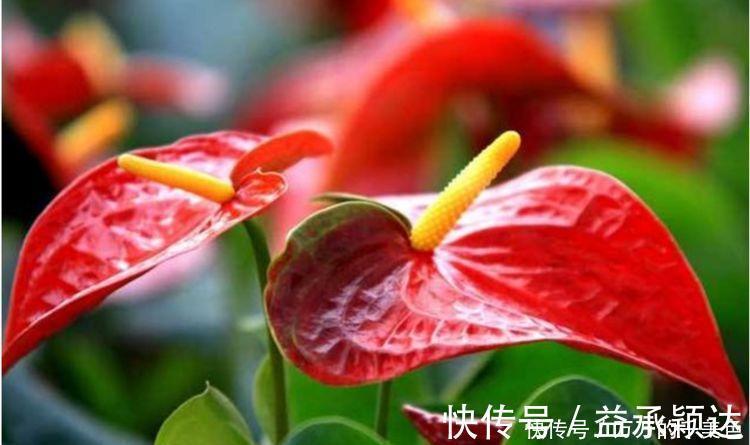 土壤|4种花很耐养，沾土就能活，谁见了都喜欢，花朵漂亮，花开旺！