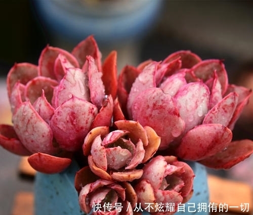 10款紫色系多肉,高贵梦幻,养一盆“紫气东来”,总有你喜欢的!