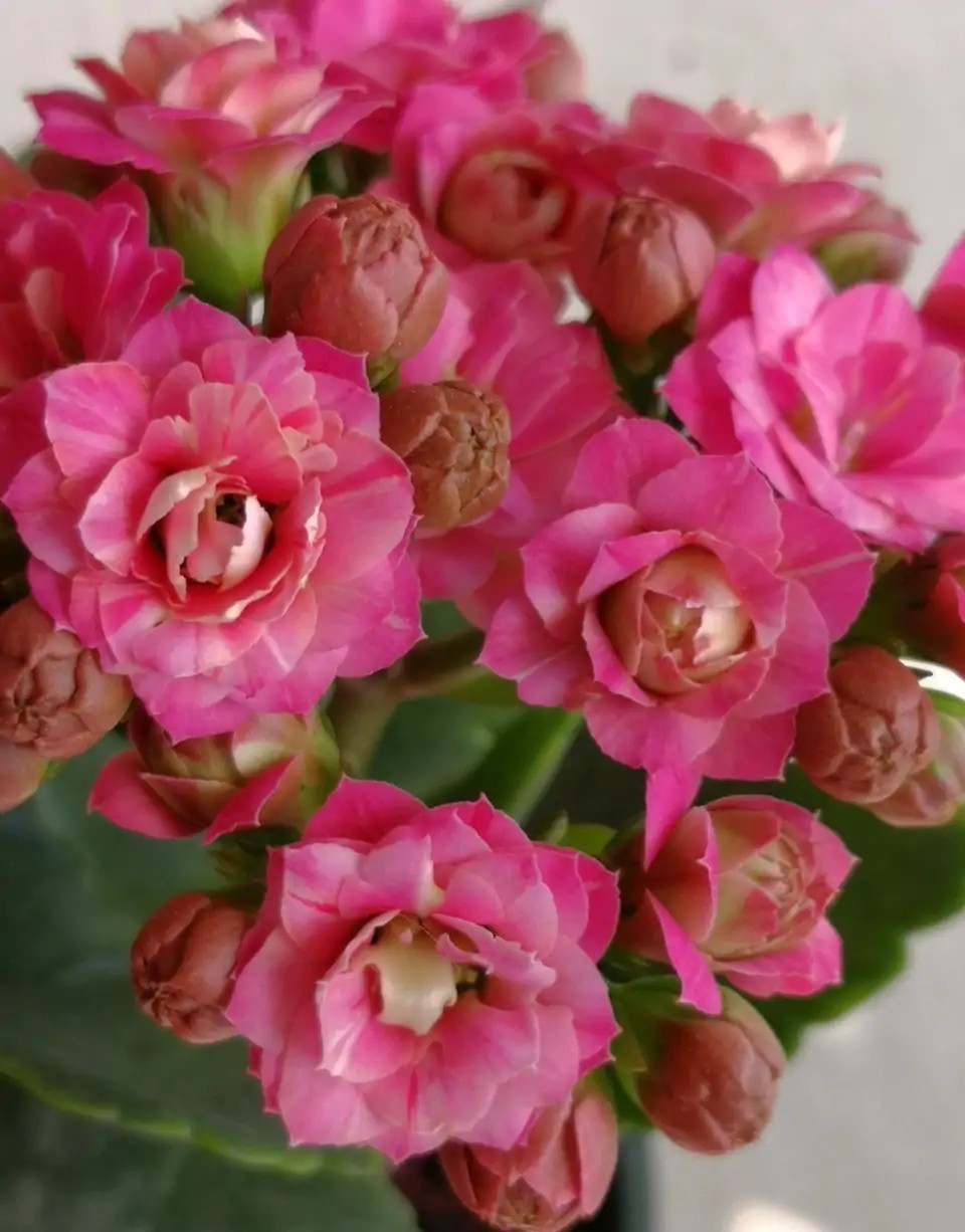 品种|75个长寿花品种,一个比一个美,一起来认识一下吧!