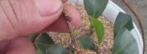 疏忽大意|新手养花盆栽土里就掺杂它,土壤不结块,花草不闷根、烂根