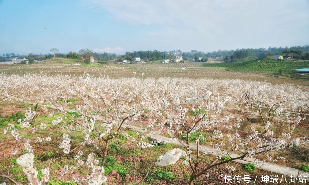 约吗？去武胜赏樱花