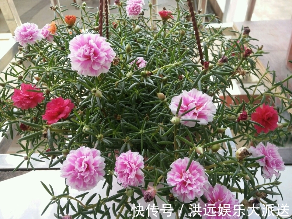 生根|4种花现在扦插,枝条扔土里“生根快”,当年开花,变成养花大户