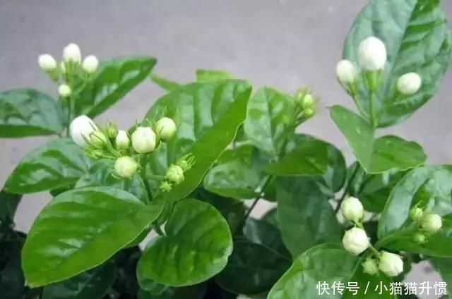 养好茉莉花,关键在一个“摘”,能开两个季度,白色花瓣挂满花盆