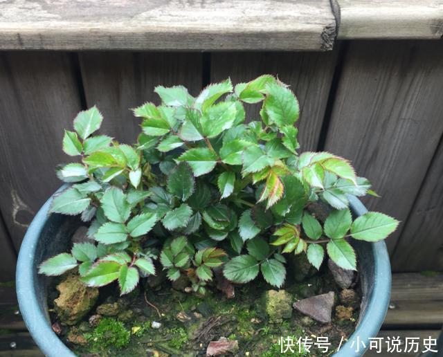 春季,养月季,做好4点,新芽蹭蹭冒,又粗又壮