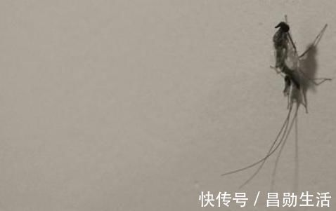 咏蚊诗@大诗人被蚊子侵扰无法入眠,写了首咏蚊诗,有趣又深意,堪称奇特